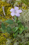 Fringeleaf wild petunia